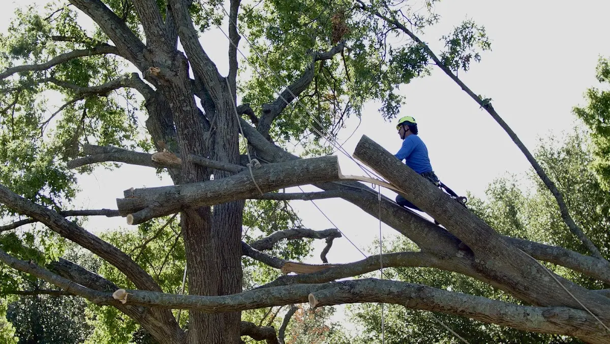 Professional Crown Thinning performed by certified arborists in College Station